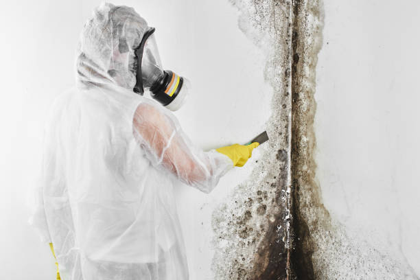 Best Certified Mold Removal  in Fort Dodge, IA