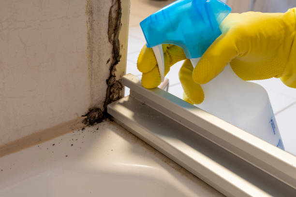 Best Black Mold Removal  in Fort Dodge, IA