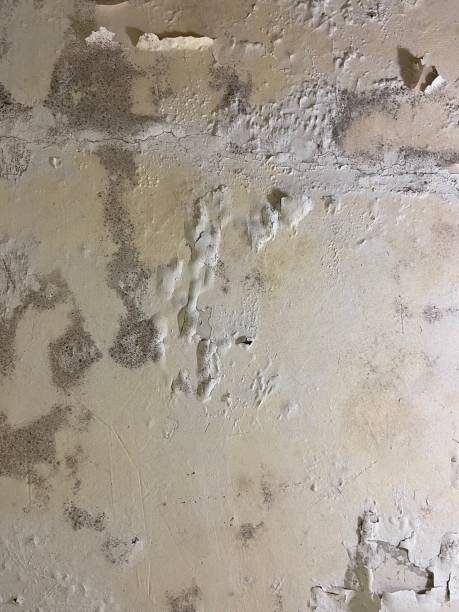 Professional Mold Removal in Fort Dodge, IA
