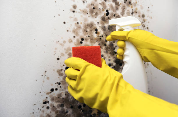 Best Mold Cleaning Services  in Fort Dodge, IA