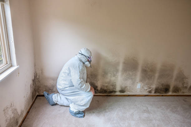 Best Mold Damage Repair  in Fort Dodge, IA